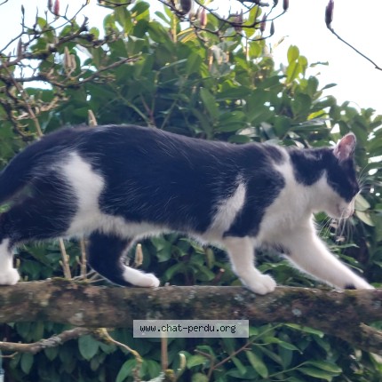 Photo 2/2 Lilou Chat perdu à Lorrez Le Bocage