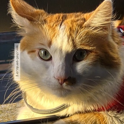 Photo de chat perdu à Cholet
