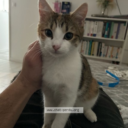Photo 1/1 Chat retrouvé Perdu à Savignies