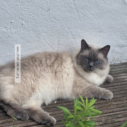 Photo de chat perdu à Colombes