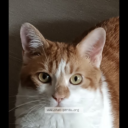 Photo 1/1 pookie Chat perdu à Lille