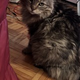 LYNX
