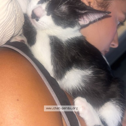 Photo 1/1 nala Chat perdu à Nogent Sur Marne