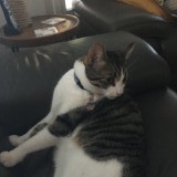 Milo