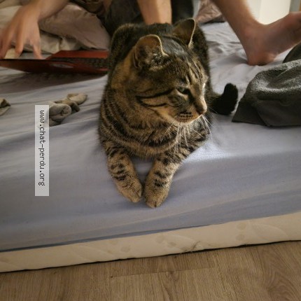 Photo 1/1 Chat retrouvé Perdu à Laure Minervoie