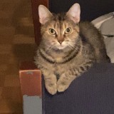 mira