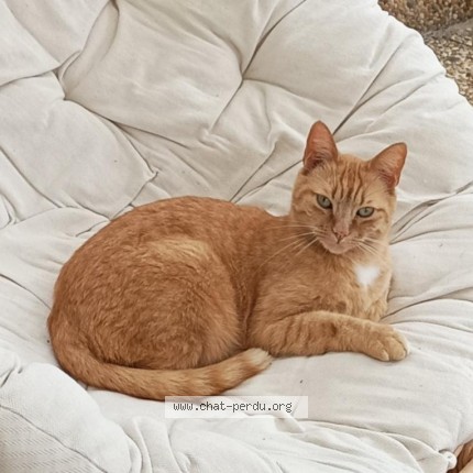 Photo 1/1 Chat retrouvé Perdu à Montval Sur Loir