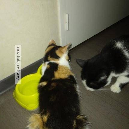 Photo 2/2 ziza Chat perdu à Rodez