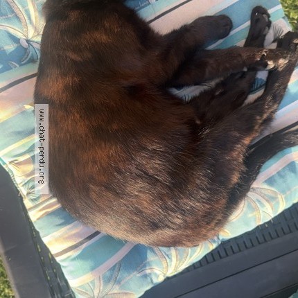 Photo 1/1 Onyx Chat perdu à Cosnac