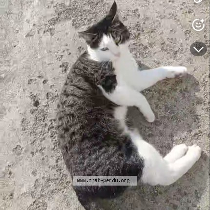 Photo 1/1 clochette Chat perdu à Neuville Aux Bois