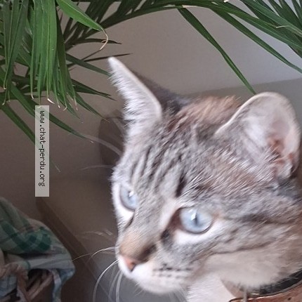 Photo de chat perdu à Angers