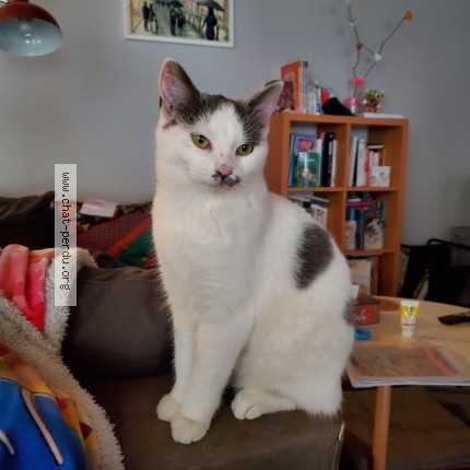 Photo de chat perdu à Flammerans