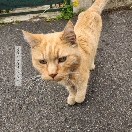 Photo 1/1 Chat trouvé Trouvé à Le Blanc Mesnil