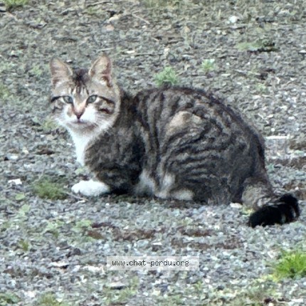 Photo 1/2 Chat trouvé Trouvé à Plounevez Moedec