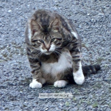 Photo 2/2 Chat trouvé Trouvé à Plounevez Moedec