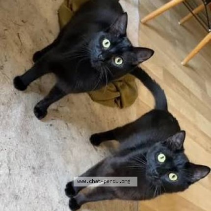 Photo 1/1 Amadou Chat perdu à Pleumeur Bodou