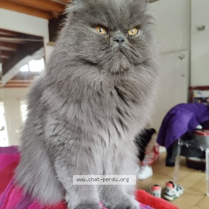Photo 1/1 Raya Chat perdu à Noyelles Sous Bellone