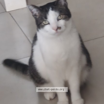 Photo 1/1 Minoucha Chat perdu à Drancy