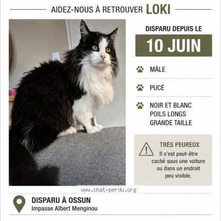Photo 1/1 loki Chat perdu à Ossun