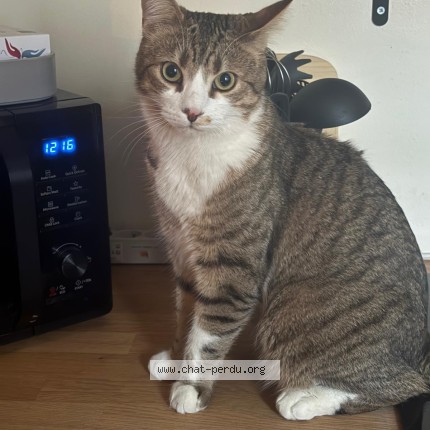 Photo 1/1 Chat retrouvé Perdu à Paris