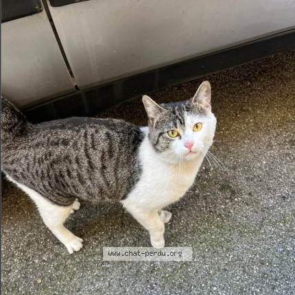 Photo de chat perdu à Boulogne Sur Mer