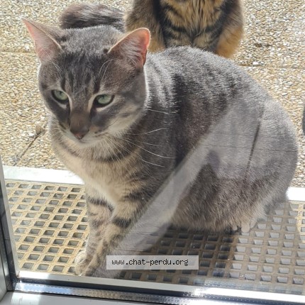 Photo de chat perdu à Gagny