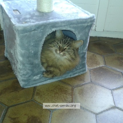 Photo 2/2 Ta&iuml;ga Chat perdu à Mouchy