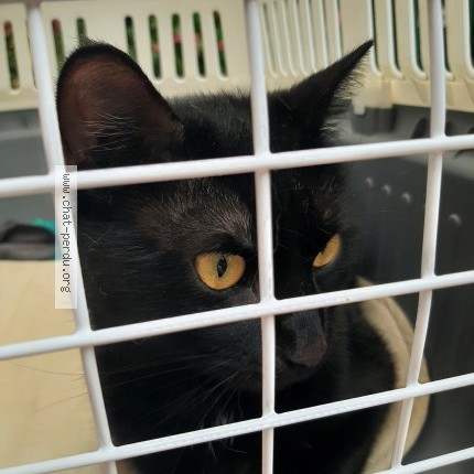 Photo 1/1 Chat trouvé Trouvé à Viller Les Nancy