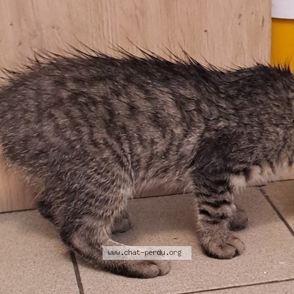Photo 1/1 Chat trouvé Trouvé à Le Mans