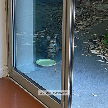 Photo 1/1 Chat trouvé Trouvé à Amiens