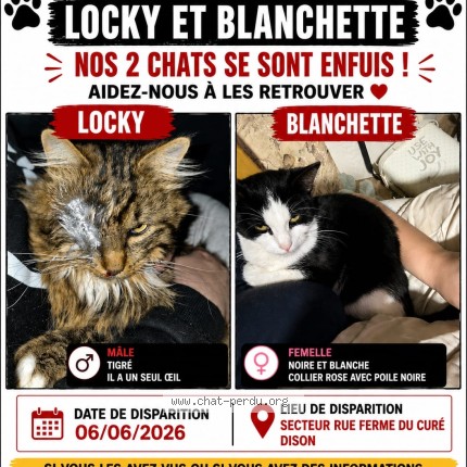 Photo 1/1 locky Chat perdu à Dison