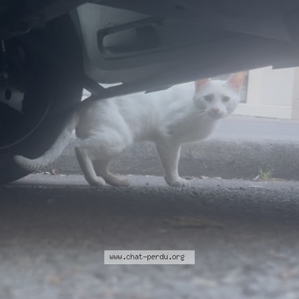 Photo 1/1 Chat trouvé Trouvé à Paris