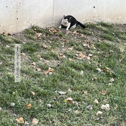 Photo 1/1 Chat trouvé Trouvé à Colombes