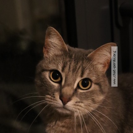 Photo 1/1 Chat retrouvé Perdu à Verines Loire