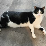 Mika