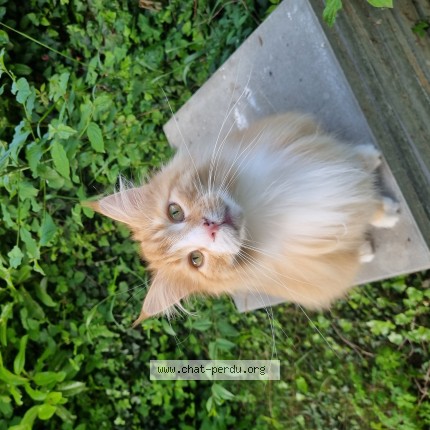 Photo 1/1 Ernest Chat perdu à Luins