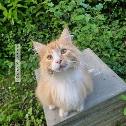 Photo 1/1 Ernest Chat perdu à Luins