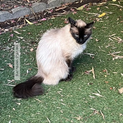 Photo 1/1 Chat retrouvé Trouvé à Bordeaux