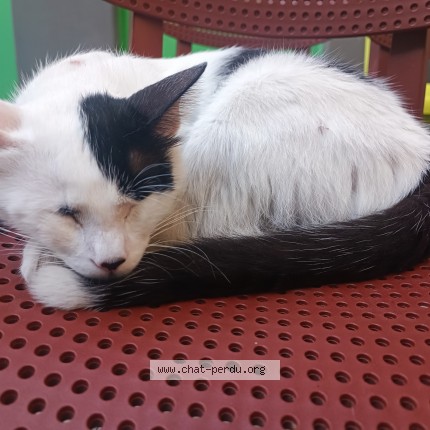 Photo 1/1 Chat trouvé Trouvé à Marseille