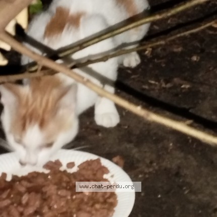 Photo 1/1 Chat trouvé Trouvé à Stains