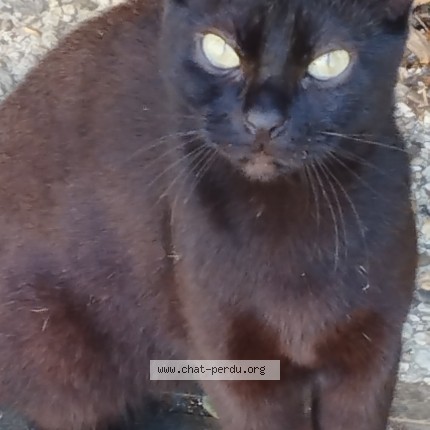 Photo 1/1 Chat trouvé Trouvé à Stains