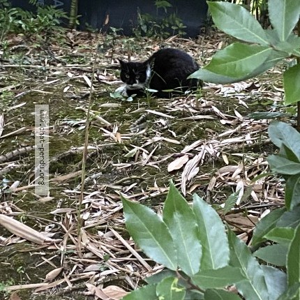 Photo 1/1 Chat trouvé Trouvé à Bayonne