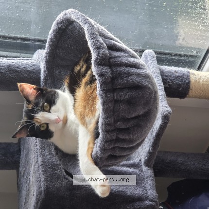 Photo 1/1 Nashi Chat perdu à Chambray Les Tours