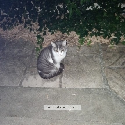 Photo 1/2 Chat trouvé Trouvé à Asnieres Sur Seine