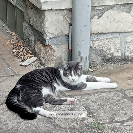 Photo 2/2 Chat trouvé Trouvé à Asnieres Sur Seine