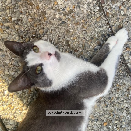 Photo 1/1 COCO Chat perdu à La Courneuve