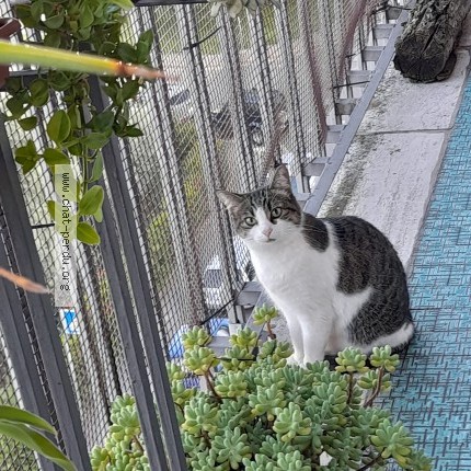 Photo de chat perdu à Gaillard