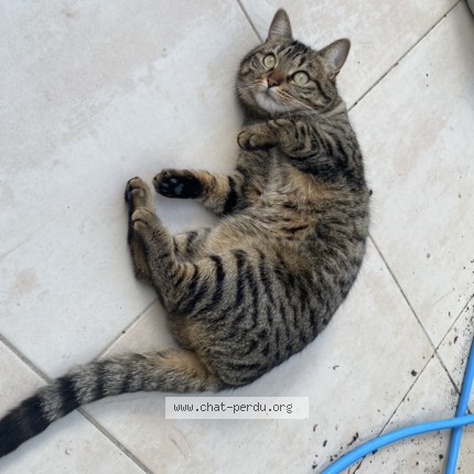 Photo 1/1 MissTeigne Surnom Tinou Chat perdu à Perpignan