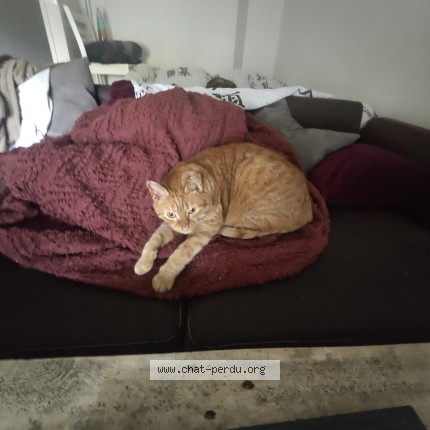 Photo 1/1 Chat retrouvé Perdu à Tours