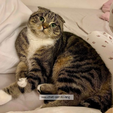 Photo de chat perdu à Colombes